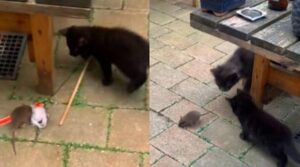 I due gattini fanno il loro primo incontro con un topo sotto la supervisione della loro mamma