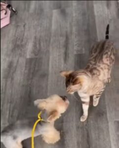 Gattino incontra un cagnolino per la prima volta (VIDEO)