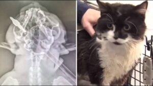 Gattino trafitto con una freccia al collo salvato da un bambino: la storia