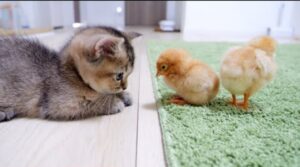Gattino incontra dei pulcini per la prima volta (VIDEO)