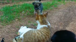 Gattino incontra dei cuccioli di cane per la prima volta (VIDEO)