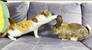 gattino e coniglio