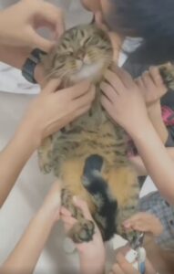 Gatto si fa tagliare le unghie malvolentieri (VIDEO)