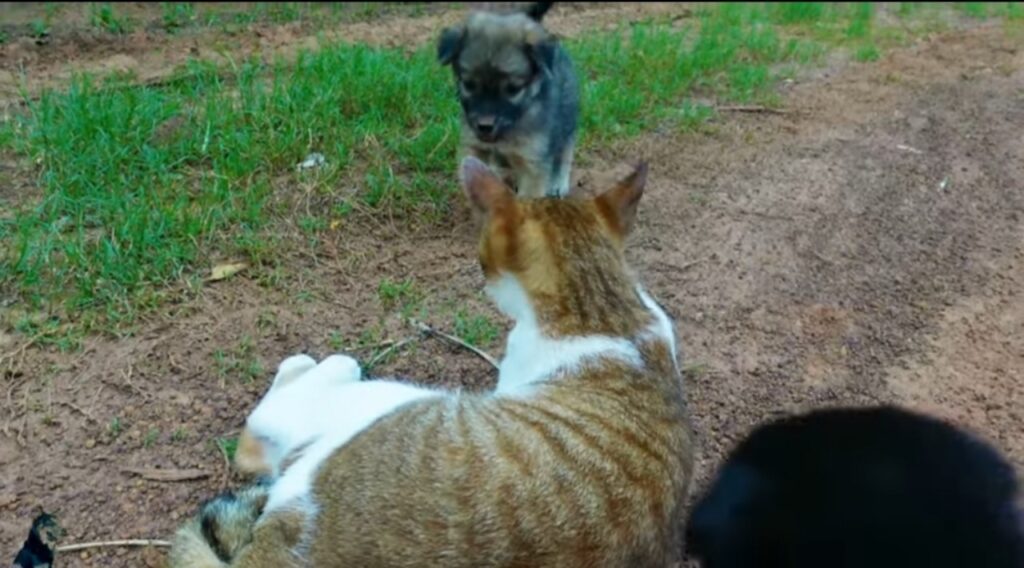 cagnolini e gattini