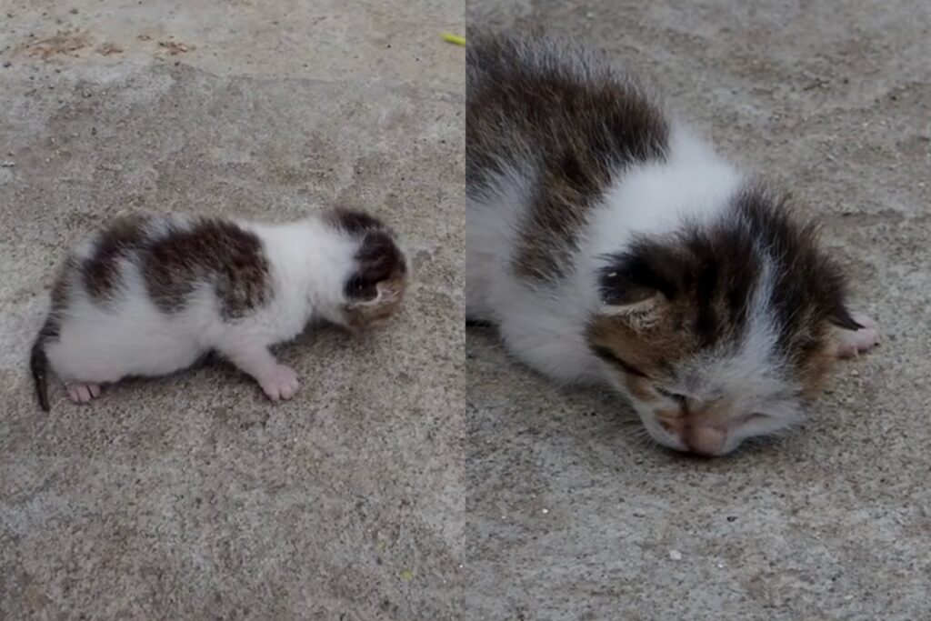 gattino abbandonato in un cassonetto