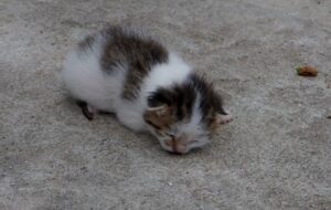 gattino abbandonato in strada