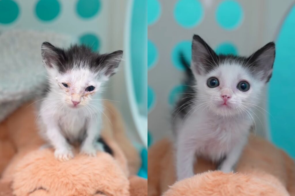 hanno salvato un gattino abbandonato