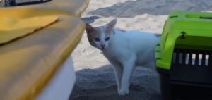 Gattino va in spiaggia per la prima volta (VIDEO)
