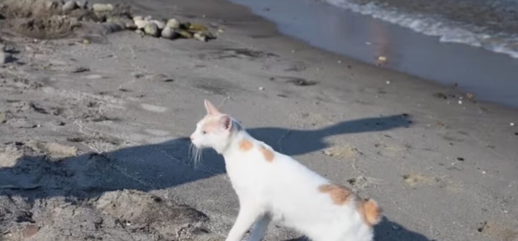 gattino in spiaggia