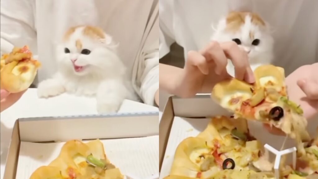 gattino vuole la pizza e miagola