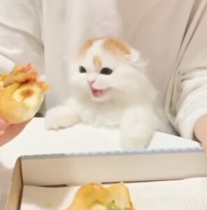 gattino goloso miagola per la pizza