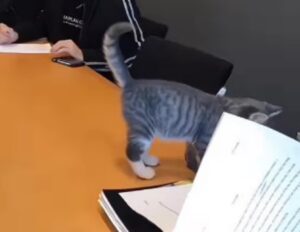 Il gattino semina il panico nella sala riunioni durante un meeting di lavoro (VIDEO)