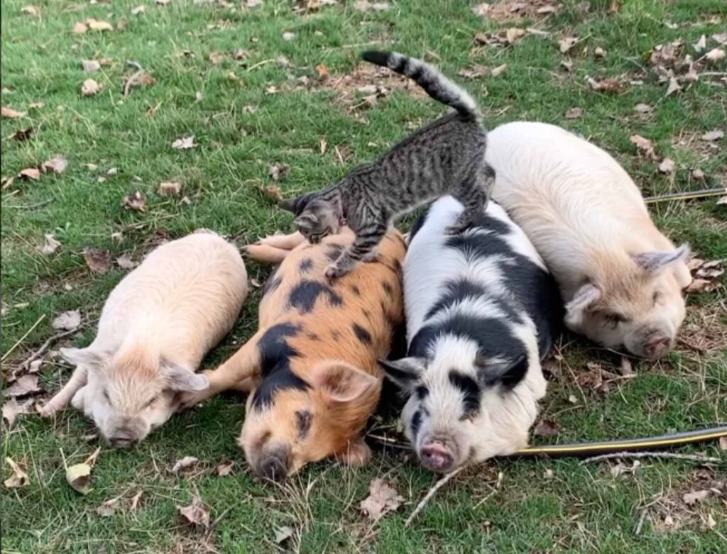 gattino fa le fusa e la pasta ai maiali