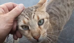 Un gattino randagio trova degli amici speciali che gli regalano una casa (VIDEO)