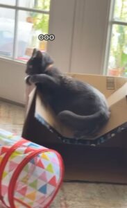 Gatto pretende di dormire sullo scatolone (VIDEO)