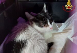 Gatto nel cassonetto degli abiti usati: è mistero