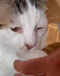 Gatto che beve dal bicchiere (VIDEO)