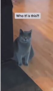 Gatto grigio torna a casa con un amico (VIDEO)