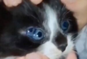 Gattino nasce con tre occhi (VIDEO)