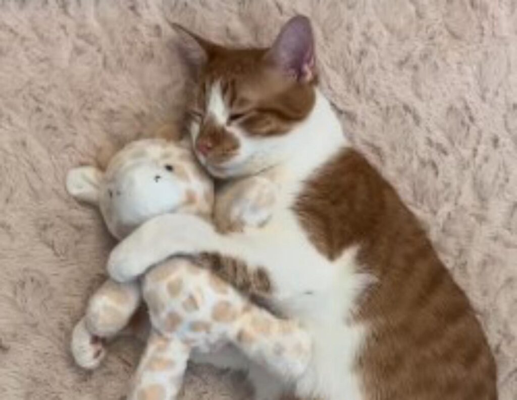gatto abbraccia mentre dorme