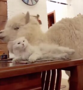 L’insolita amicizia tra un gatto e un alpaca: una scena dolcissima (VIDEO)