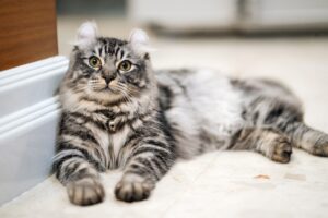 American Curl: cure specifiche per questa razza di gatto