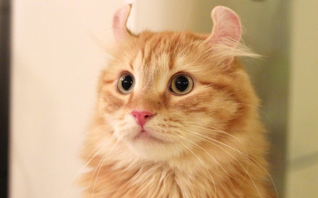 gatto American Curl con le orecchie arricciate
