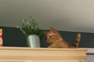 Il gatto arancione si dimostra un vero antipatico mentre la padrona lo stava riprendendo (VIDEO)