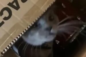 Il gatto arancione fa il bullo con il suo fratellino fino all’arrivo del padrone (VIDEO)