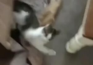 Il gatto bicolore mette in atto un agguato per il padrone che però si vendica subito (VIDEO)