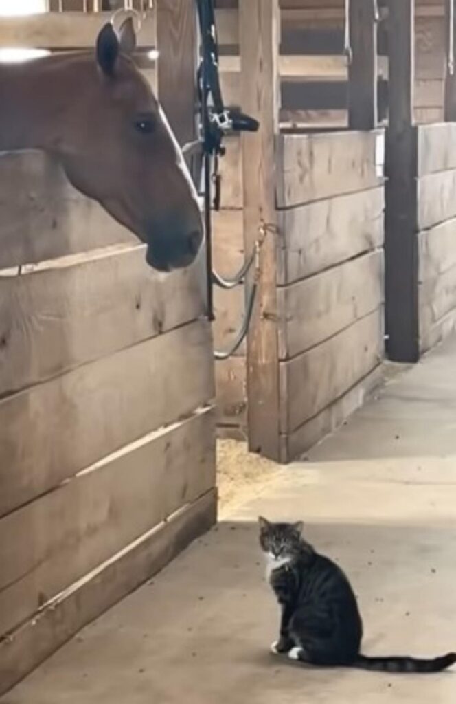 gatto e cavallo