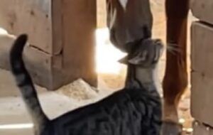 Il gatto bicolore si rende protagonista di una scena dolcissima insieme ad un cavallo (VIDEO)