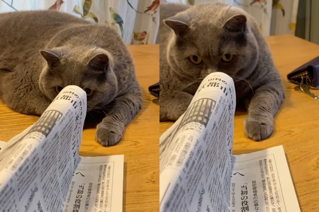 gatto British Shorthair guarda nel giornale