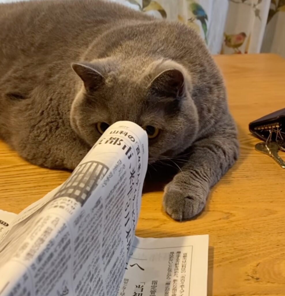 gatto British Shorthair gioca con un giornale