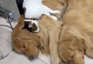 Gatto trova il materasso più comodo che ci sia: dorme su un cane (VIDEO)
