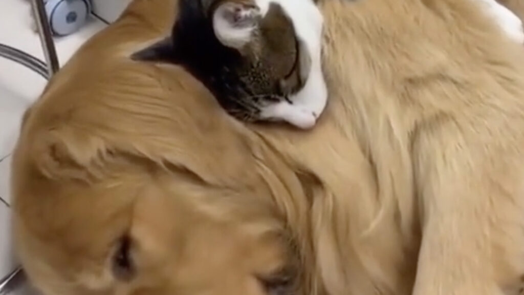 gatto che dorme beato su un cane 