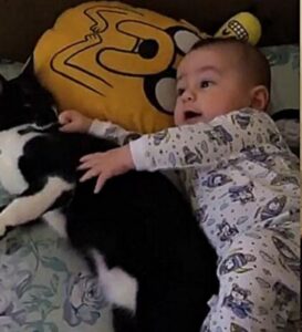 Gatto diventa il migliore amico di un neonato