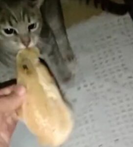 Gatto ruba furtivo il pollo del papà (VIDEO)