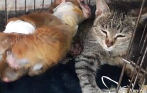 Il gattino fa amicizia con una scimmietta ferita e la aiuta a superare il momento più difficile della sua vita (VIDEO)
