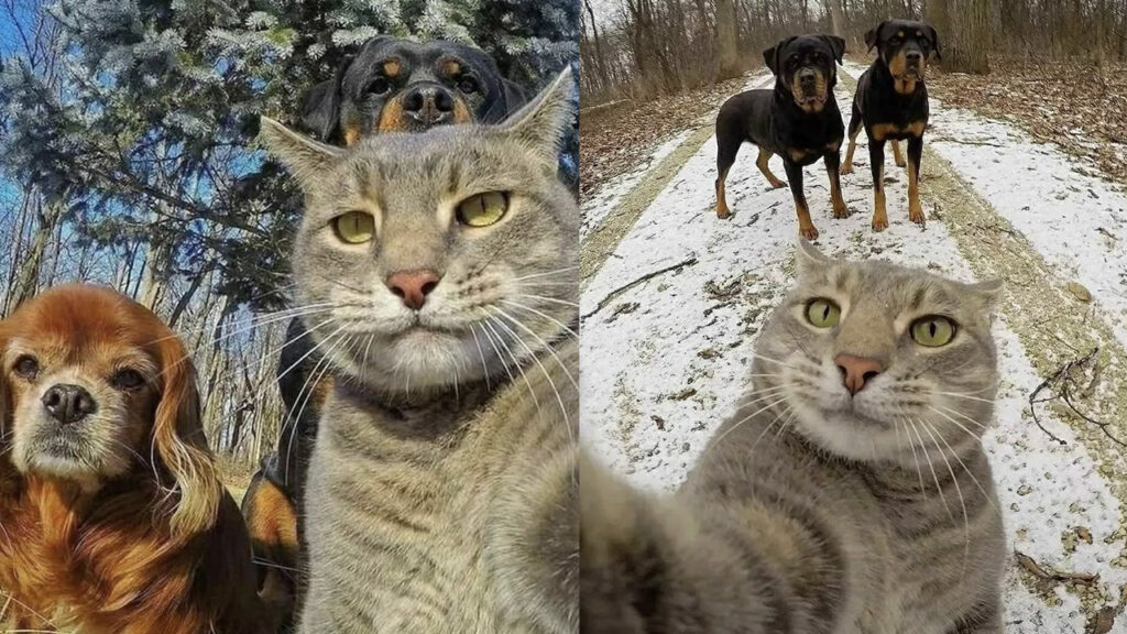 gatto dei selfie star del web