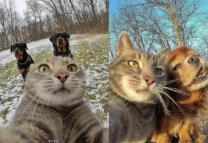 gatto dei selfie con cani