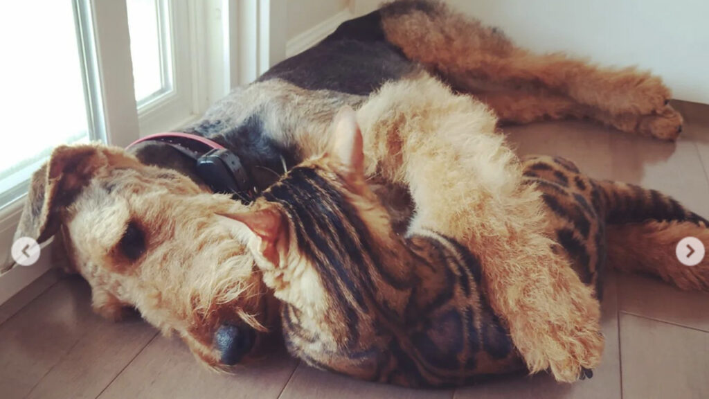 gatto del bengala attacca cane e lo abbraccia 