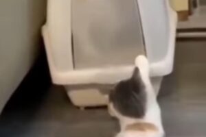 Il gatto dispettoso impedisce al fratello di uscire dalla lettiera tenendo chiusa la porta (VIDEO)