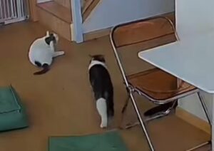 Il gatto dispettoso colpisce il suo fratellino con una mossa degna di un incontro di wrestling (VIDEO)