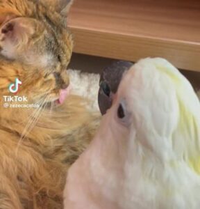 Gatto non vuole giocare con un cacatua (VIDEO)