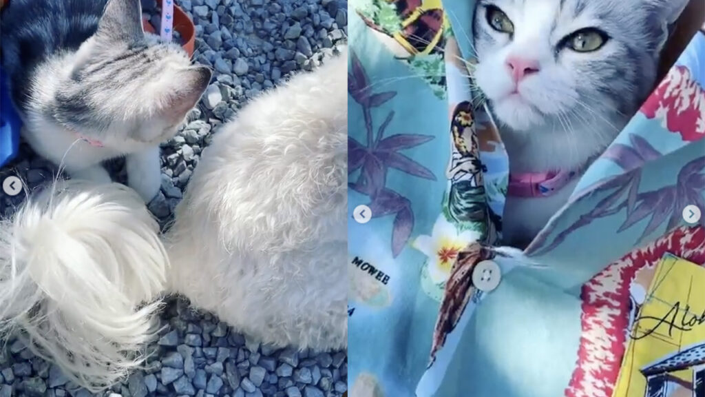 gatto e cane sono in gita in spiaggia a settembre