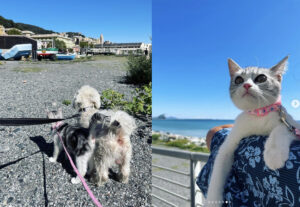 gatto e cane fanno gita in spiaggia