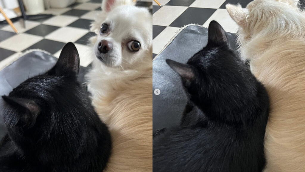 gatto e cane come yin e yang