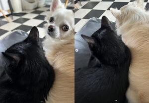 gatto e cane nero e bianco come yin e yang