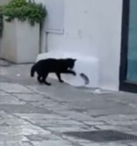 Gatto e topolino giocano per le strade (VIDEO)